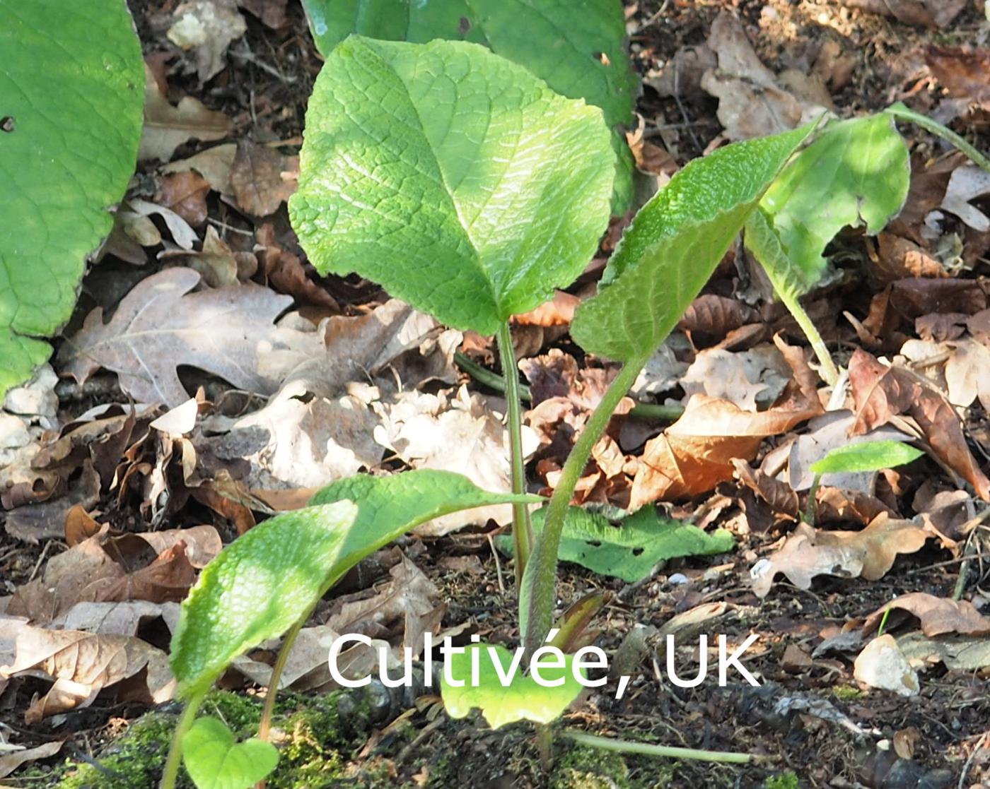 Borage leaf